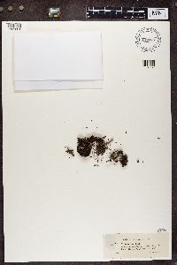 Cladonia ramulosa image