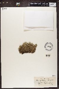 Cladina arbuscula subsp. mitis image