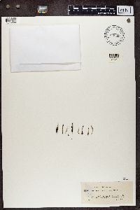 Cladonia decorticata image