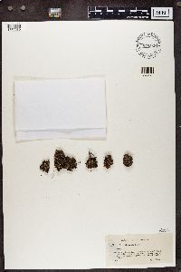 Cladonia subcariosa image