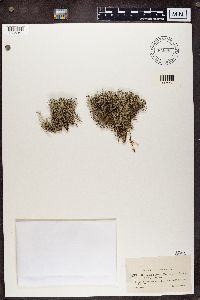 Cladina arbuscula subsp. mitis image