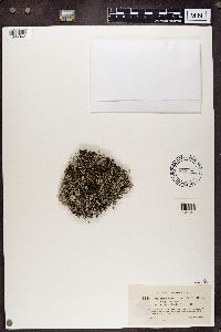 Cladina arbuscula subsp. mitis image