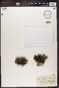 Cladina arbuscula subsp. mitis image