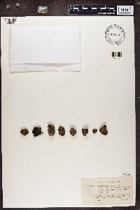 Cladonia squamosa image