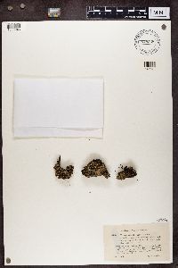 Cladonia squamosa image