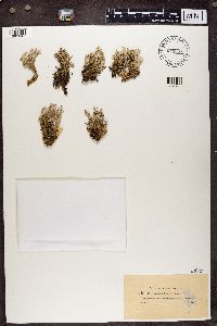 Cladonia turgida image