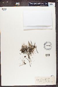 Cladonia subulata image