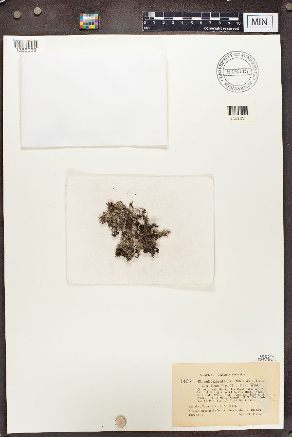 Cladonia subcrispata image