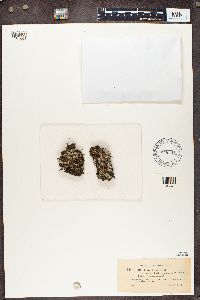 Cladonia chlorophaea image