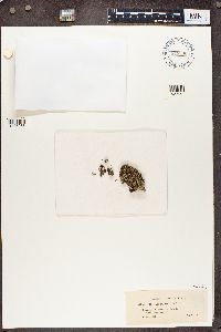 Cladonia incrassata image