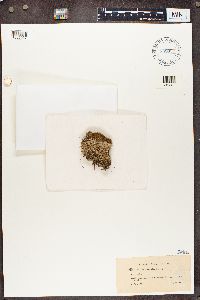 Cladonia incrassata image