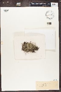 Cladina arbuscula subsp. mitis image