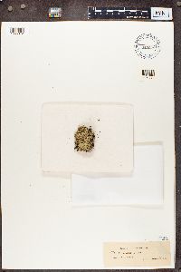 Cladonia uncialis image