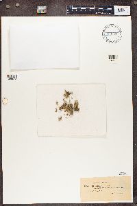 Cladonia uncialis image