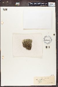 Cladina arbuscula subsp. mitis image