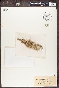 Cladonia rangiferina image
