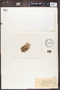 Cladonia squamosa var. squamosa image