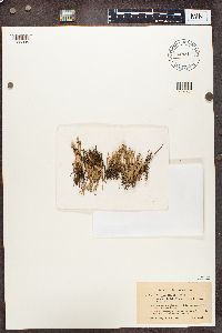 Cladonia gracilis image