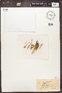 Cladonia gracilis image