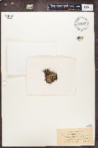 Cladonia phyllophora image