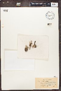 Cladonia phyllophora image