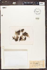 Cladonia phyllophora image