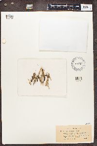 Cladonia phyllophora image