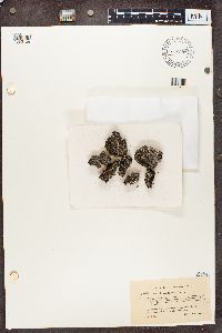 Cladonia chlorophaea image