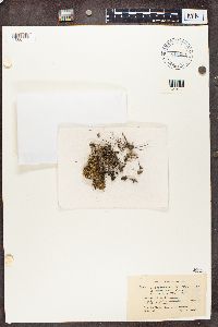 Cladonia scabriuscula image