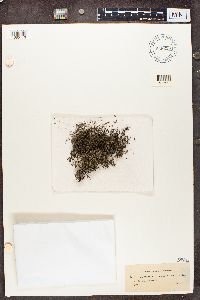 Cladonia portentosa image