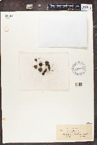 Cladonia verticillata image