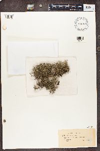 Cladina arbuscula subsp. mitis image