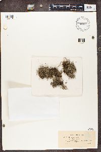 Cladina arbuscula subsp. mitis image