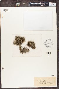 Cladina arbuscula subsp. mitis image