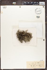 Cladina arbuscula subsp. mitis image