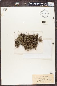 Cladina arbuscula subsp. mitis image