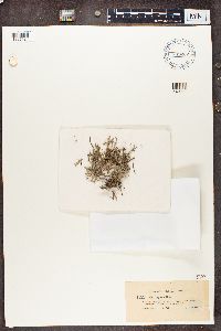 Cladonia portentosa image