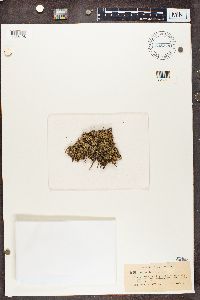 Cladonia uncialis image