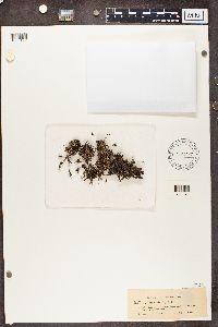 Cladonia uncialis image