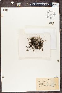 Cladonia coccifera image