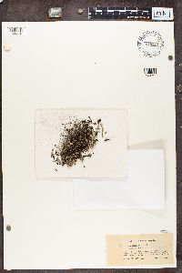 Cladonia pyxidata image