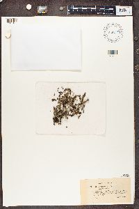 Cladonia pyxidata image