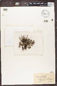 Cladonia pyxidata image
