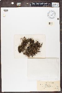 Cladonia glauca image