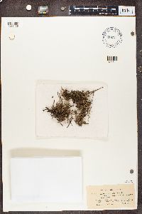 Cladonia furcata image