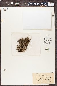 Cladonia furcata image