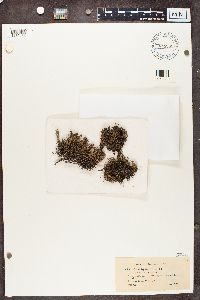 Cladonia crispata image