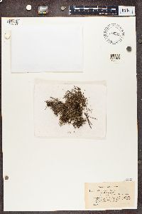 Cladonia crispata image