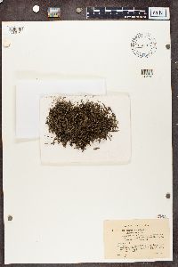 Cladonia crispata image