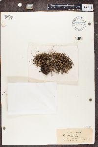 Cladonia crispata image